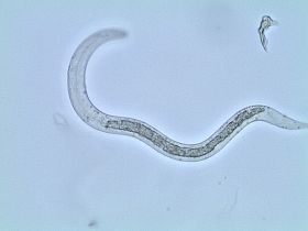 Ascaris Larva image